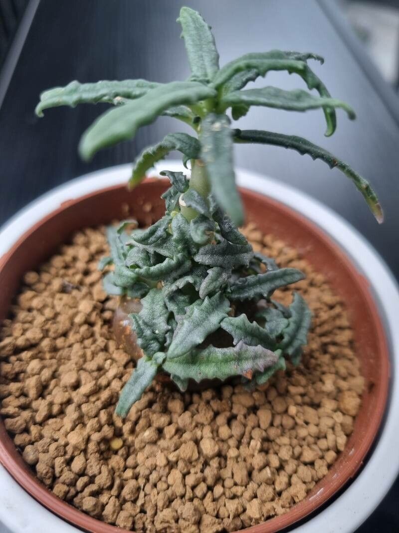 Dorstenia hildebrandtii — search result for 'Dorstenia'