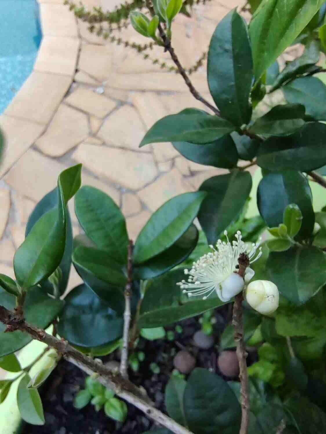 Eugenia selloi flower