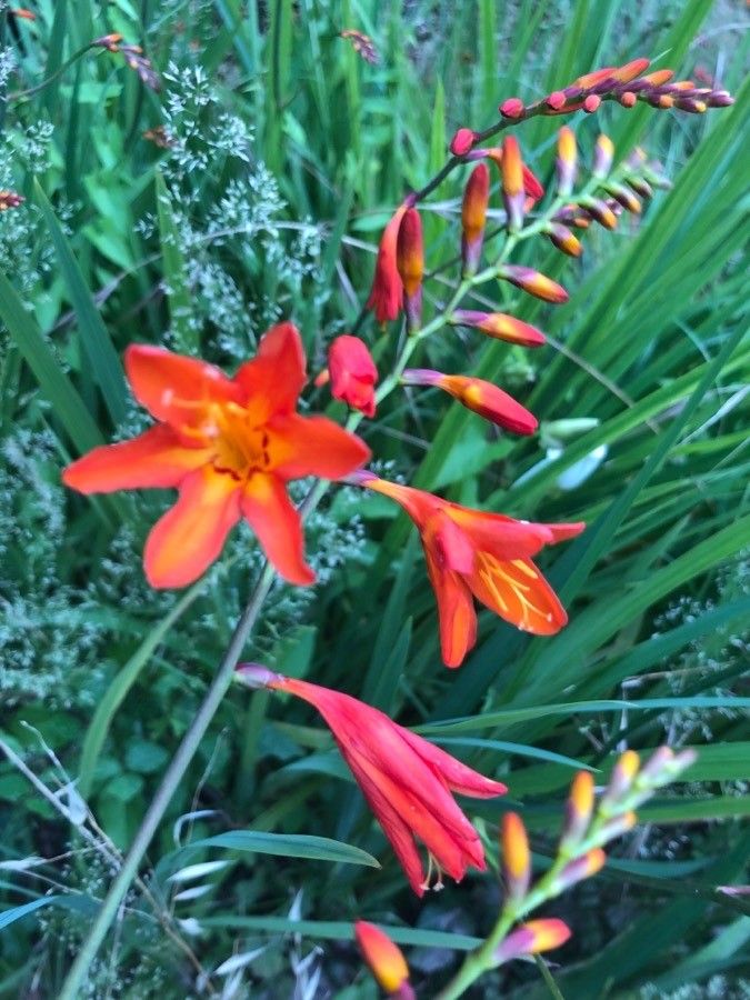 Crocosmia × crocosmiiflora flower