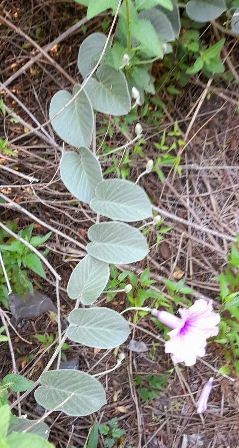 Ipomoea hieronymi habit