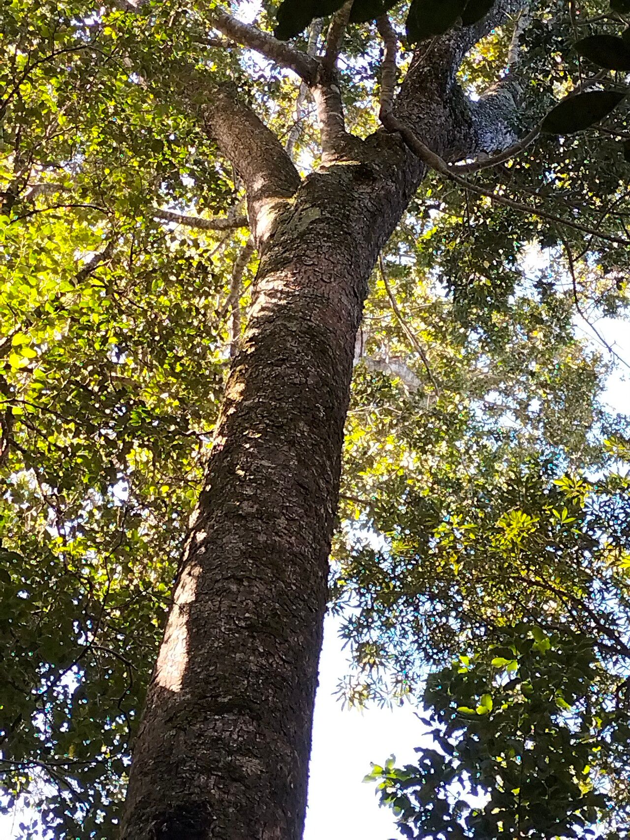 Ocotea bullata habit