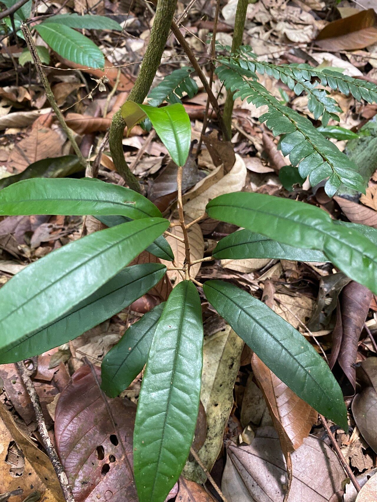 Durio singaporensis — search result for 'Singapore'