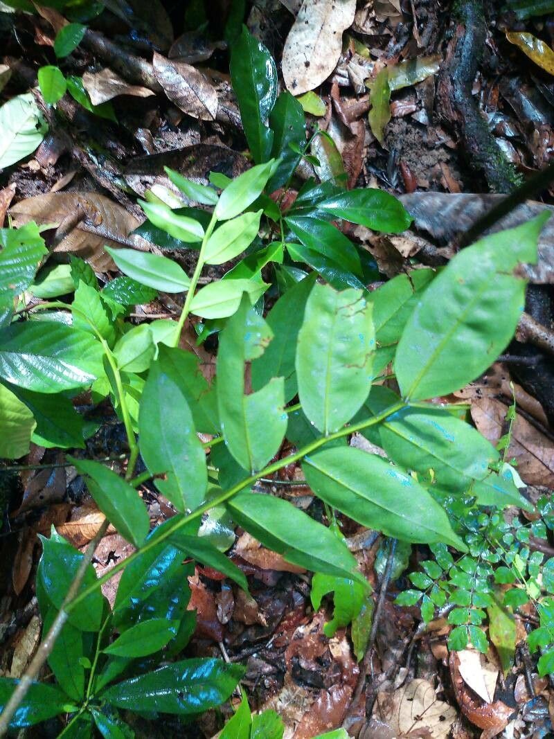 Dipteryx odorata leaf