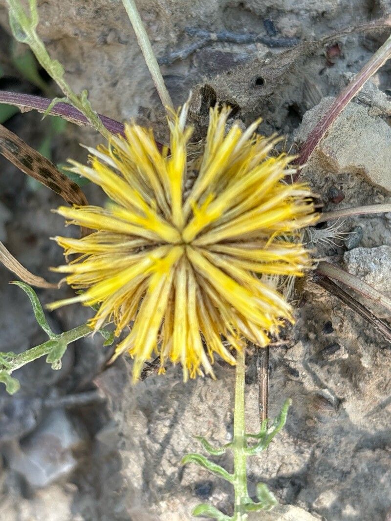Centaurea toletana flower