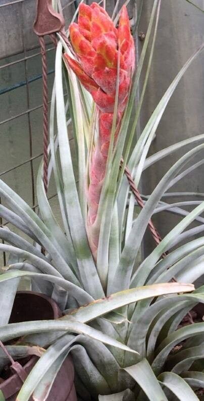 Tillandsia rotundata habit