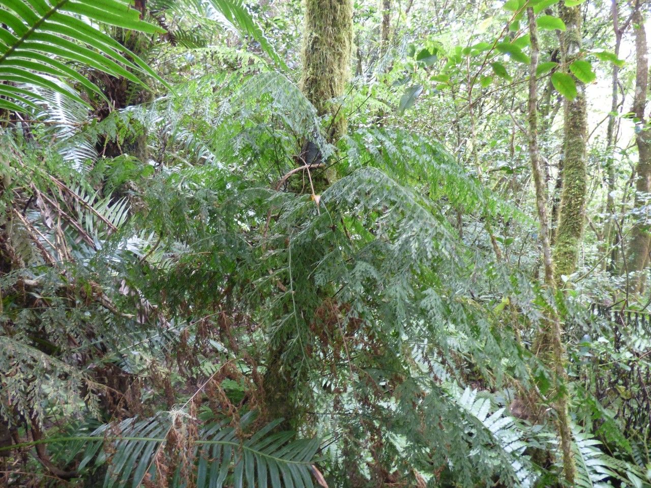 Vandenboschia gigantea habit