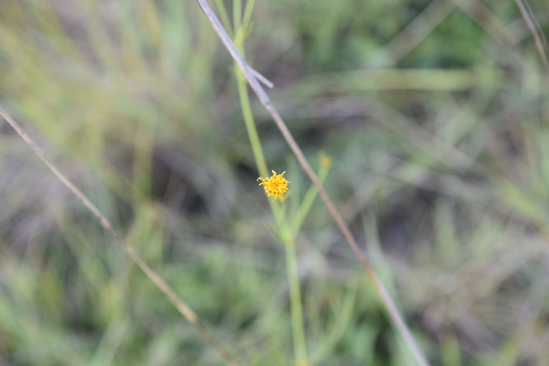 Bidens acuticaulis flower