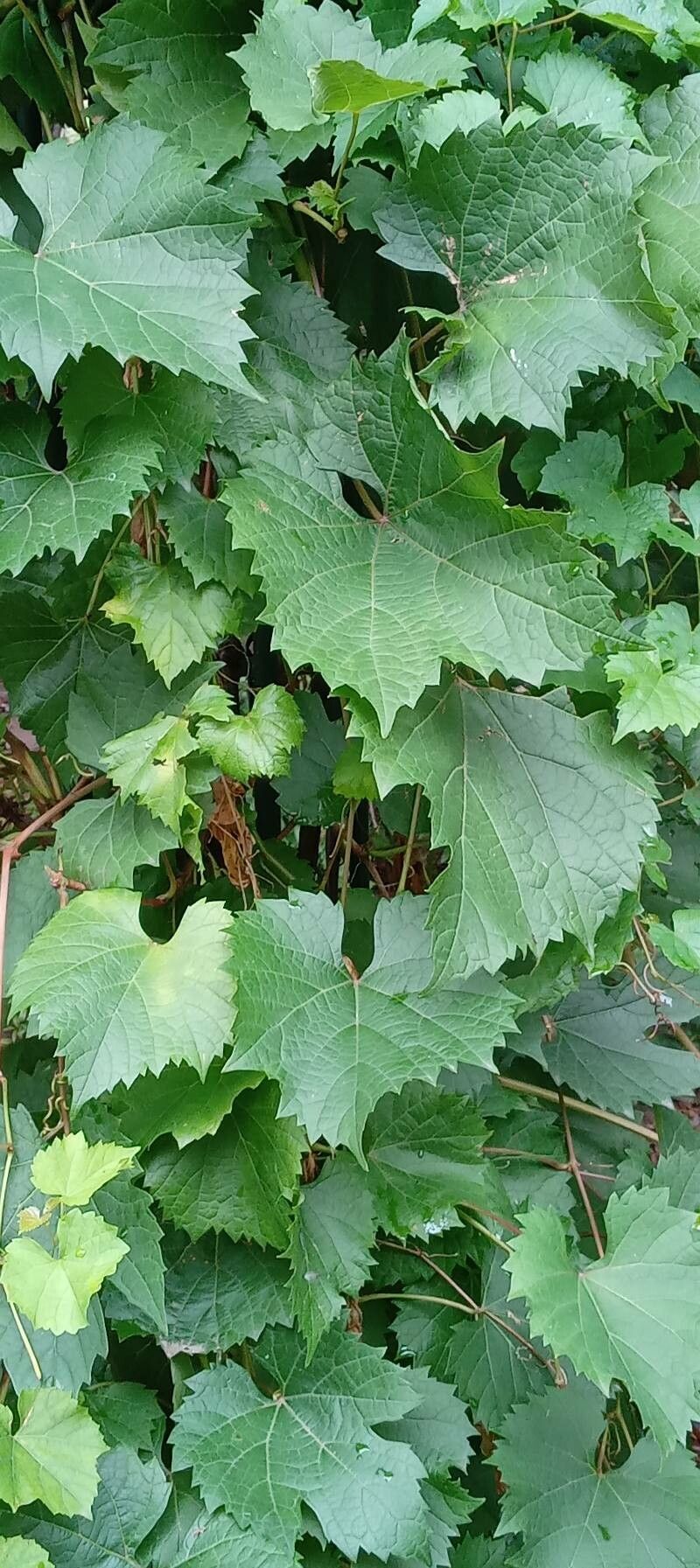 Vitis rupestris — search result for 'Vitis'