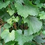 Vitis rupestris
