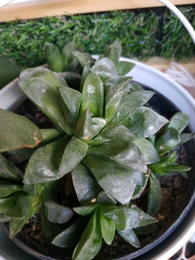 Haworthia retusa fruit