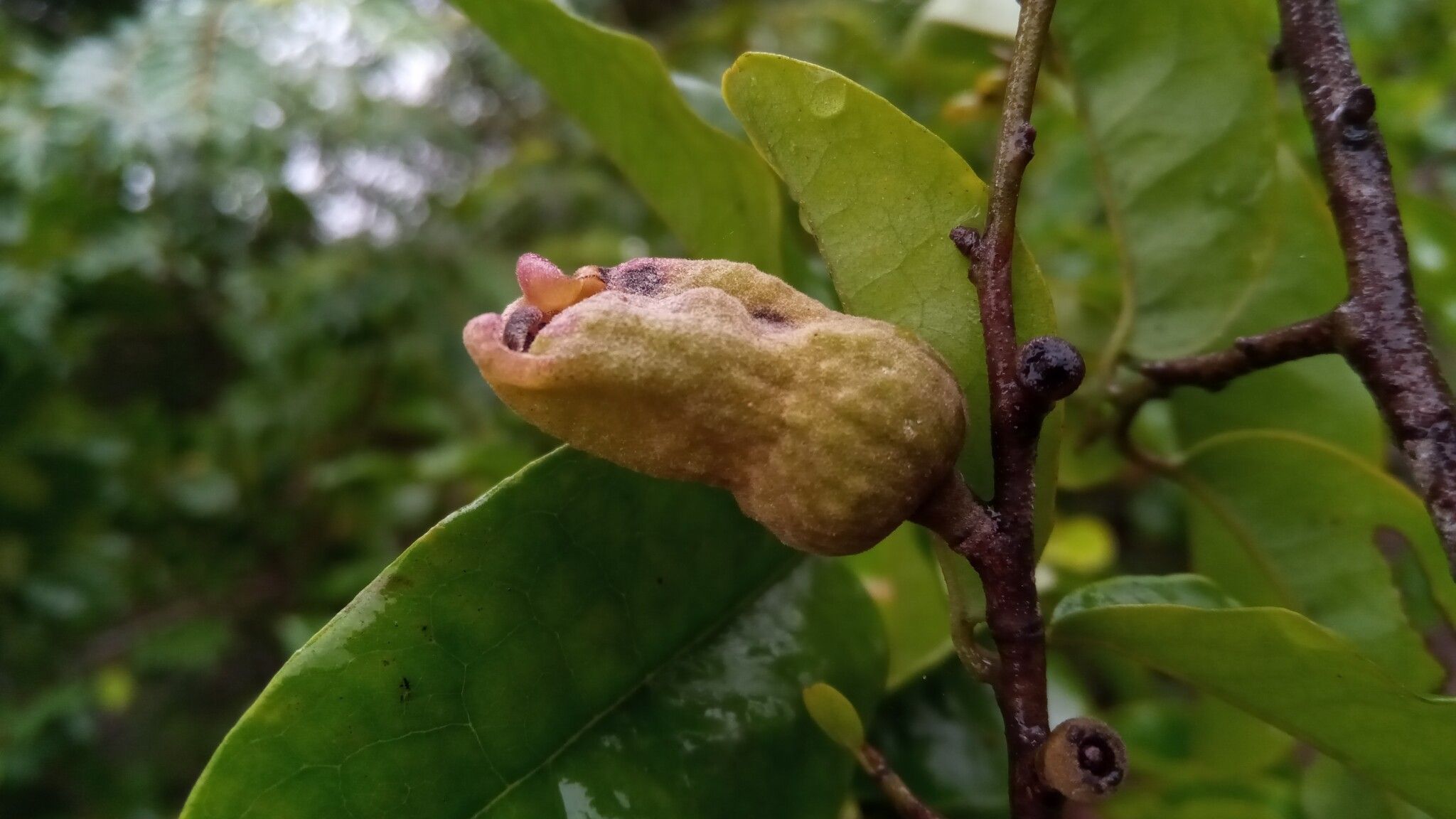 Diospyros bernieriana fruit