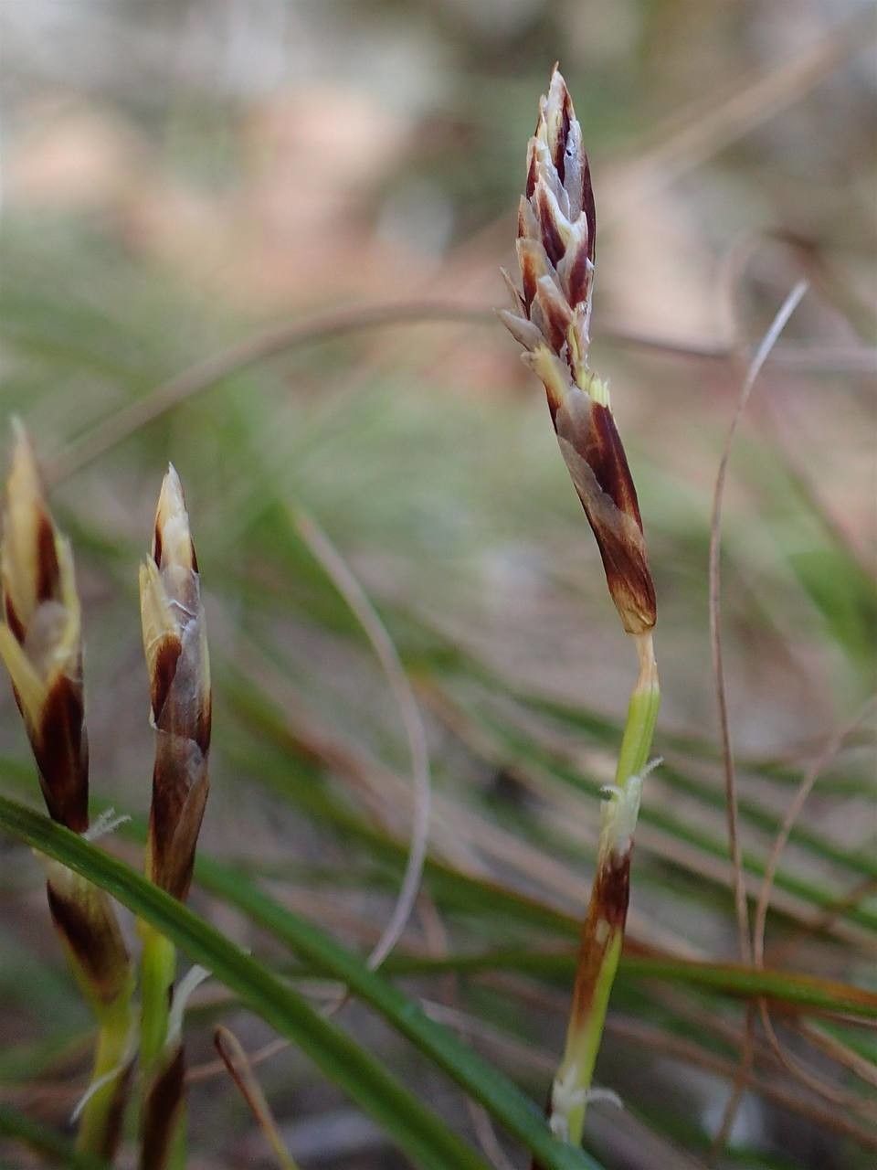 Carex alba fruit