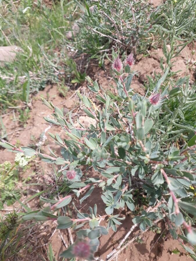 Rosa persica — search result for 'Afghanistan'