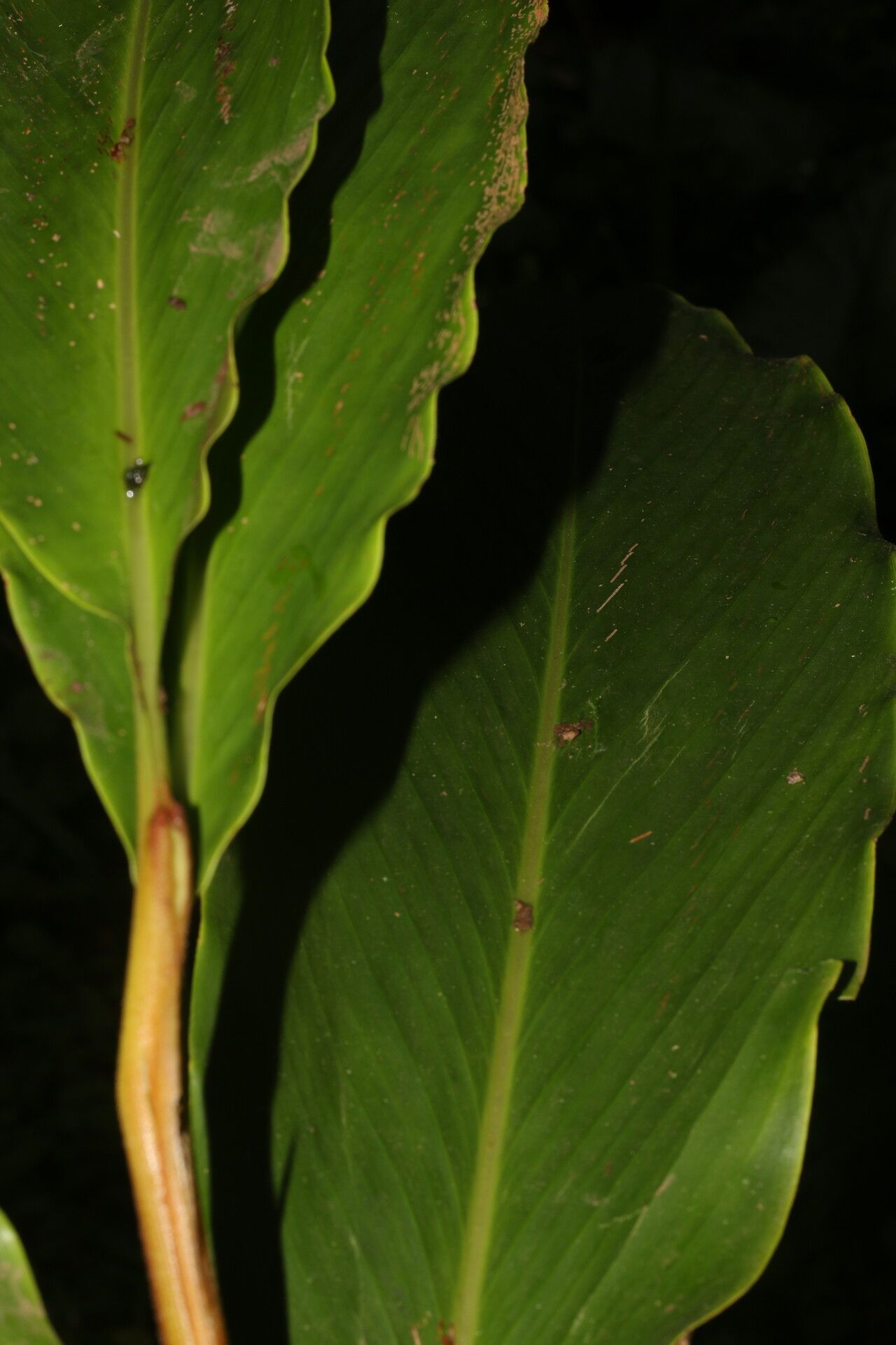 Renealmia mexicana — search result for 'Renealmia'