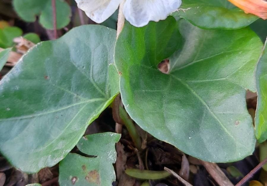 Lycianthes asarifolia — related species from the same genus