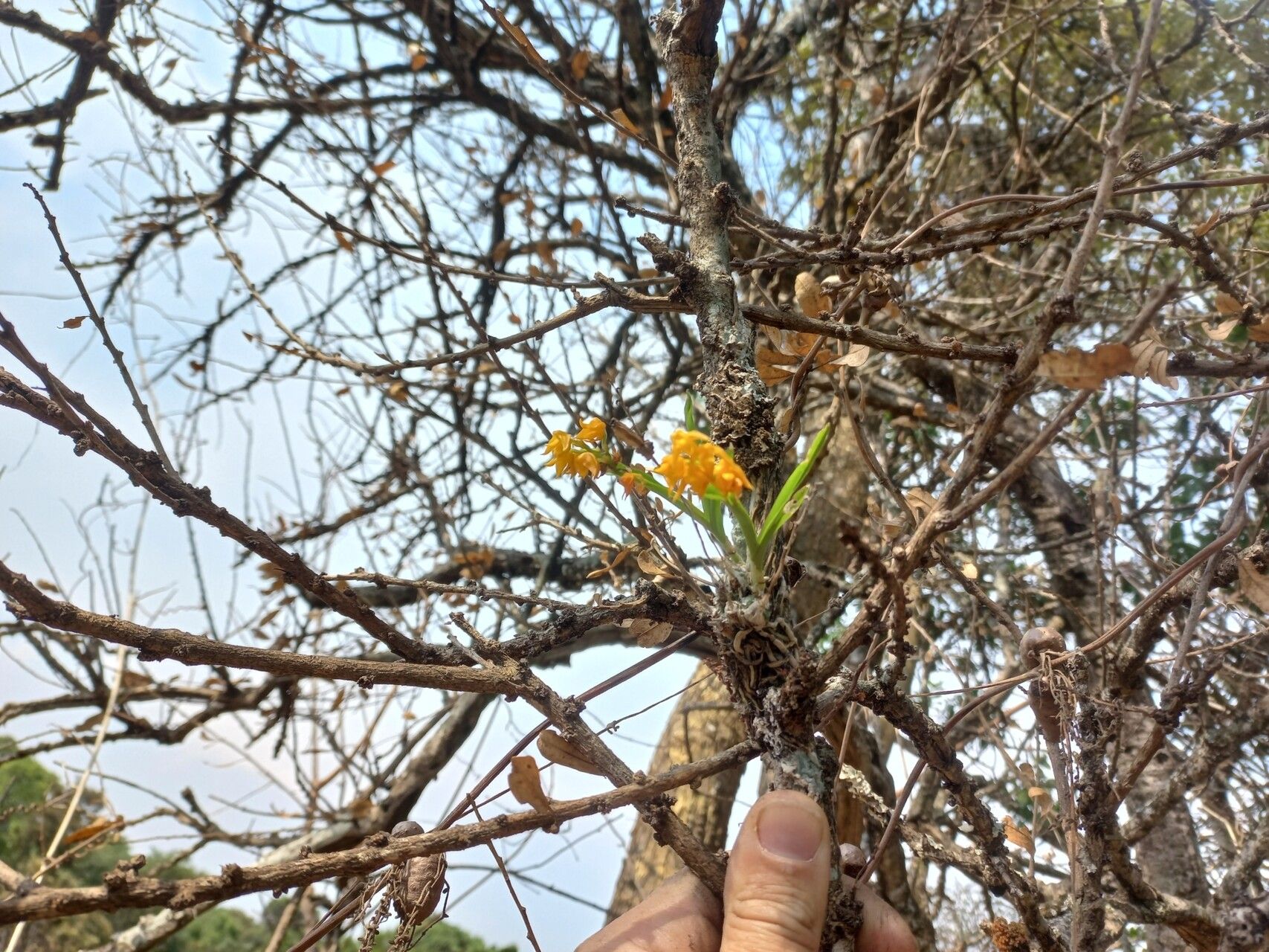 Polystachya epiphytica flower