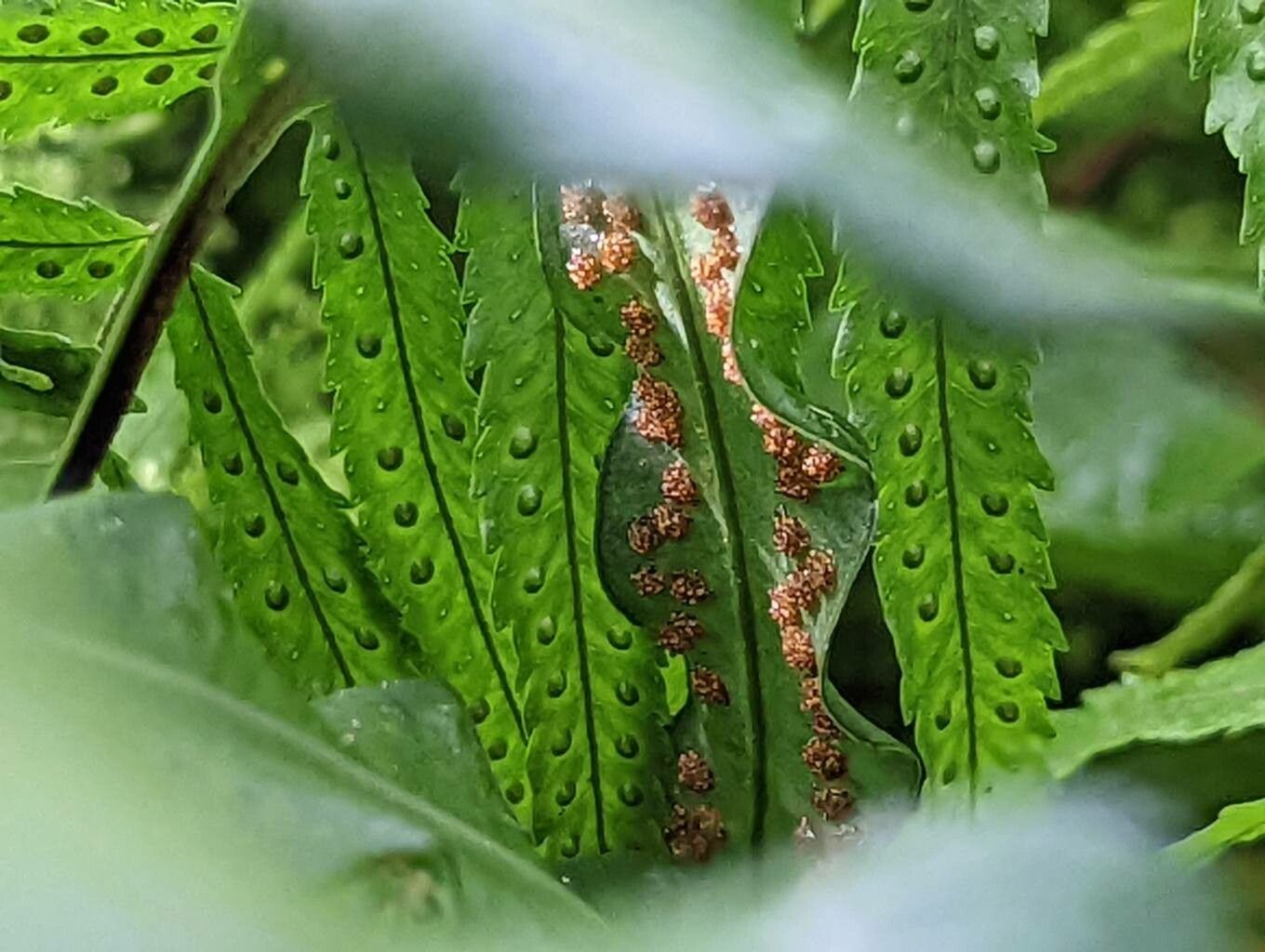 Campyloneurum angustifolium fruit