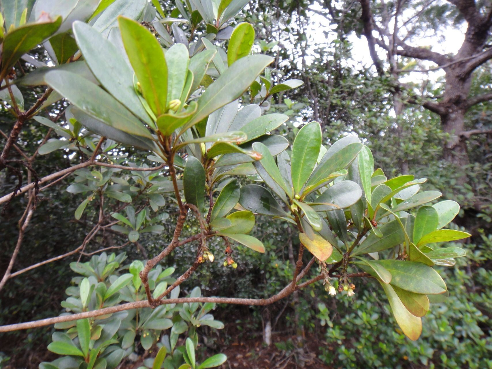 Baloghia alternifolia habit