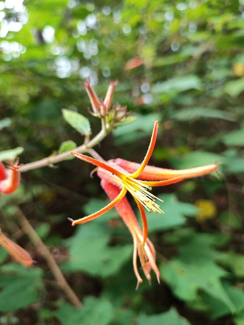 Triumfetta grandiflora flower