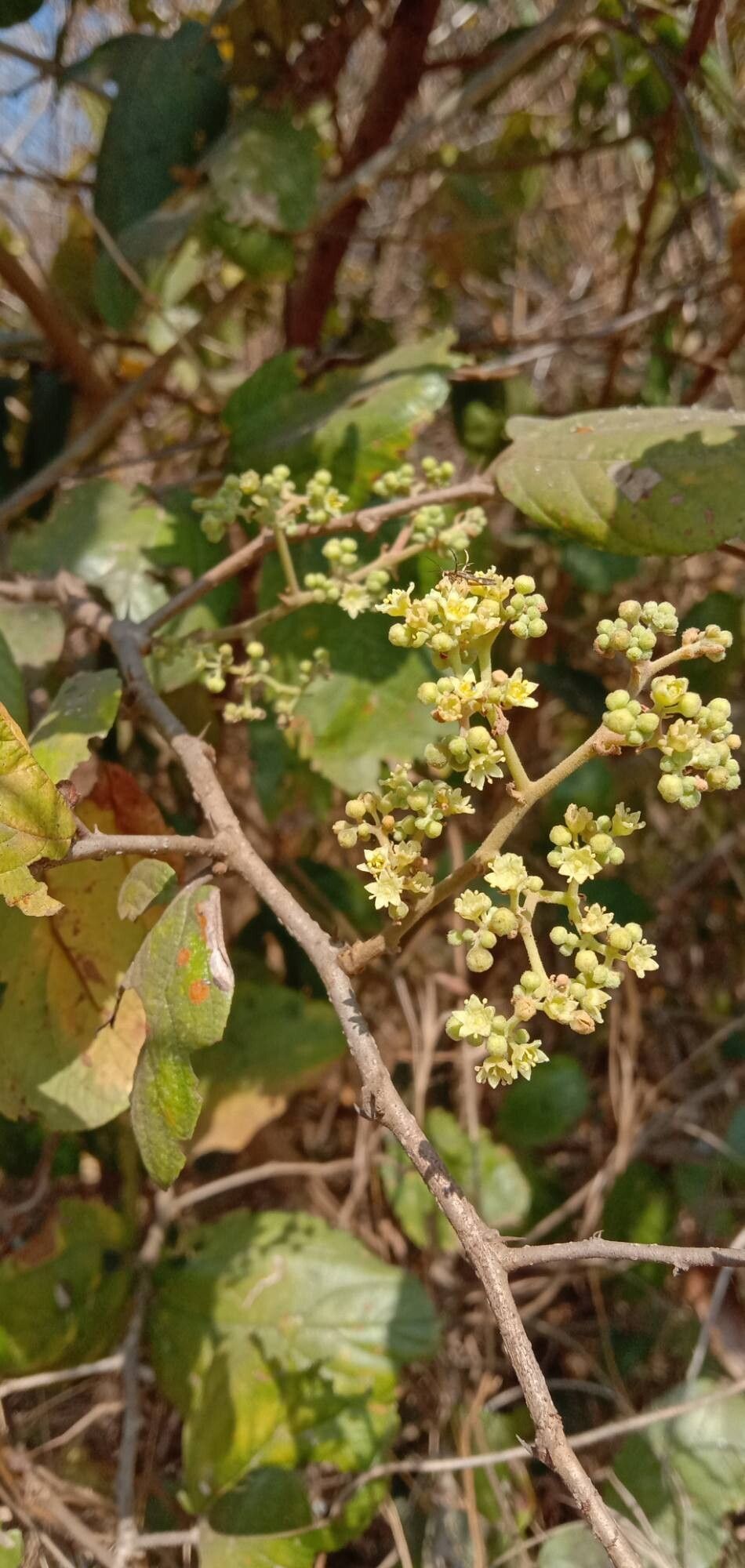 Ziziphus rugosa flower