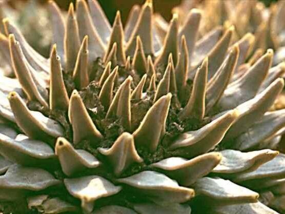 Ariocarpus trigonus — houseplant care guide