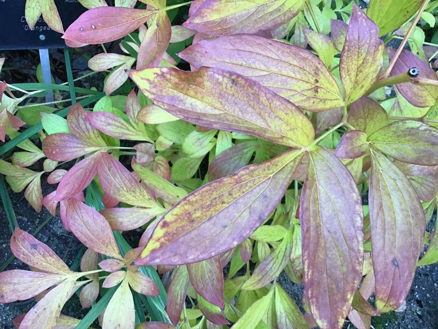 Crocosmia mathewsiana — related species from the same genus