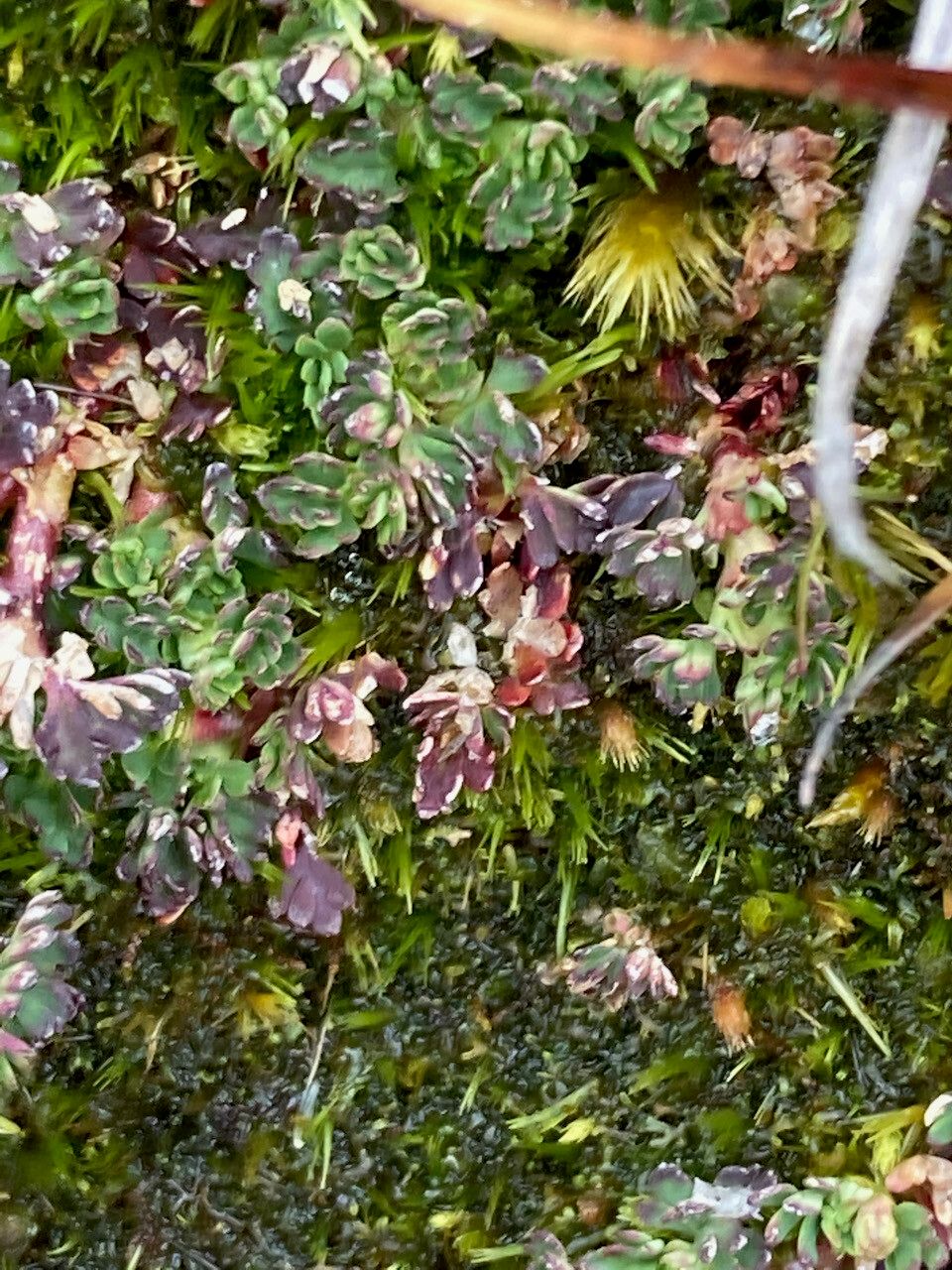 Alchemilla mandoniana leaf