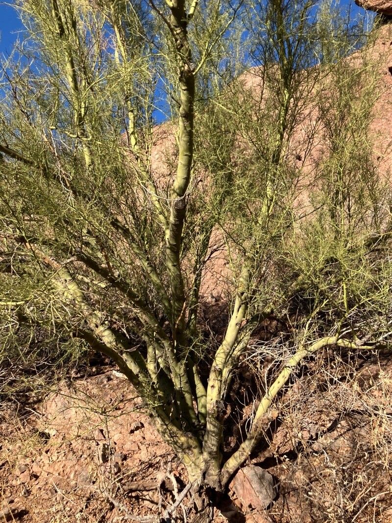 Canotia holacantha leaf