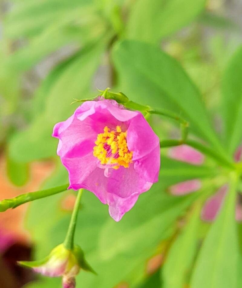 Talinum fruticosum flower