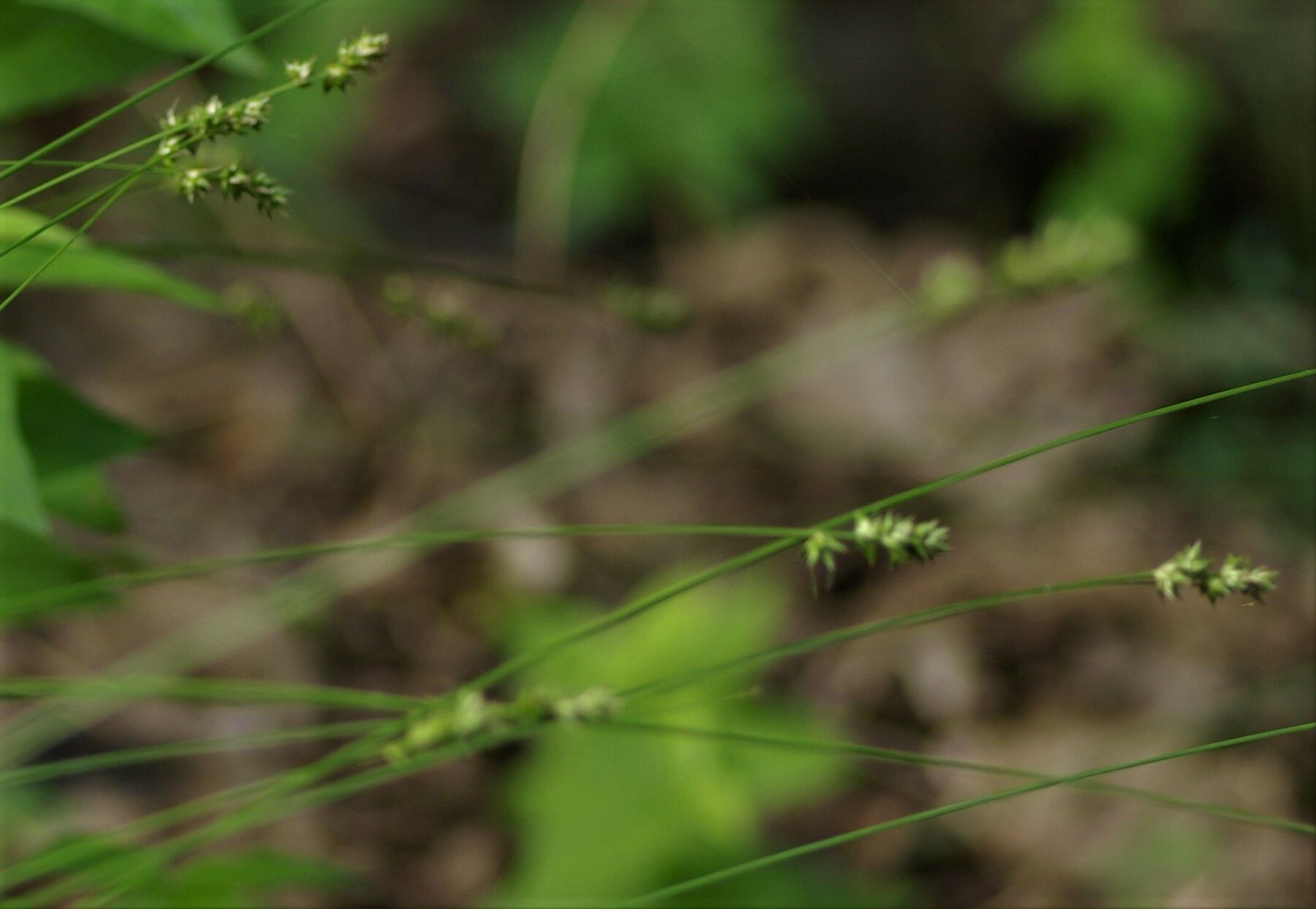 Carex muricata fruit