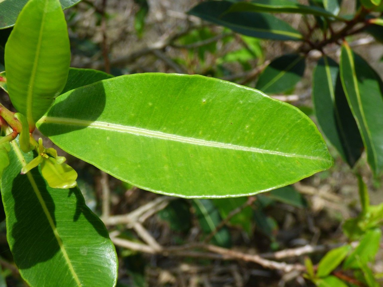 Psiloxylon mauritianum — houseplant care guide