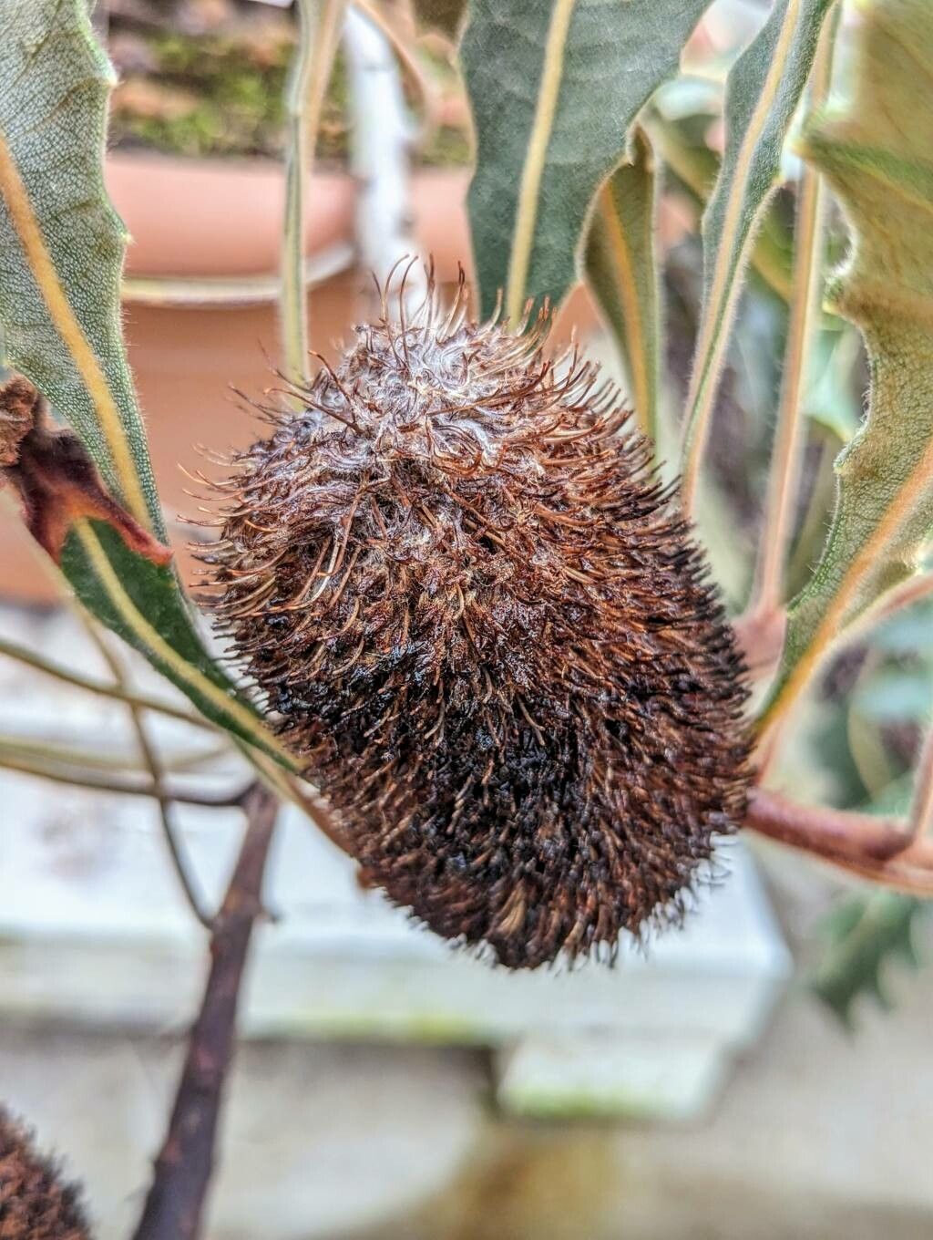 Banksia gardneri fruit