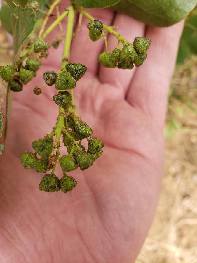 Ceanothus velutinus fruit