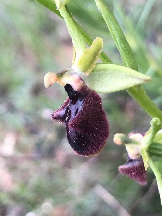 Ophrys incubacea flower