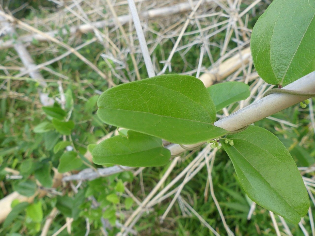 Cocculus orbiculatus — search result for 'Cocculus'