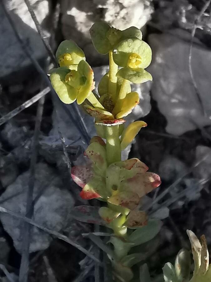 Euphorbia minuta — houseplant care guide