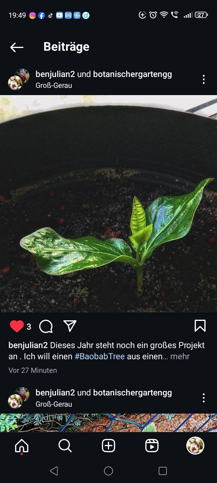 Adansonia suarezensis — search result for 'Adansonia'