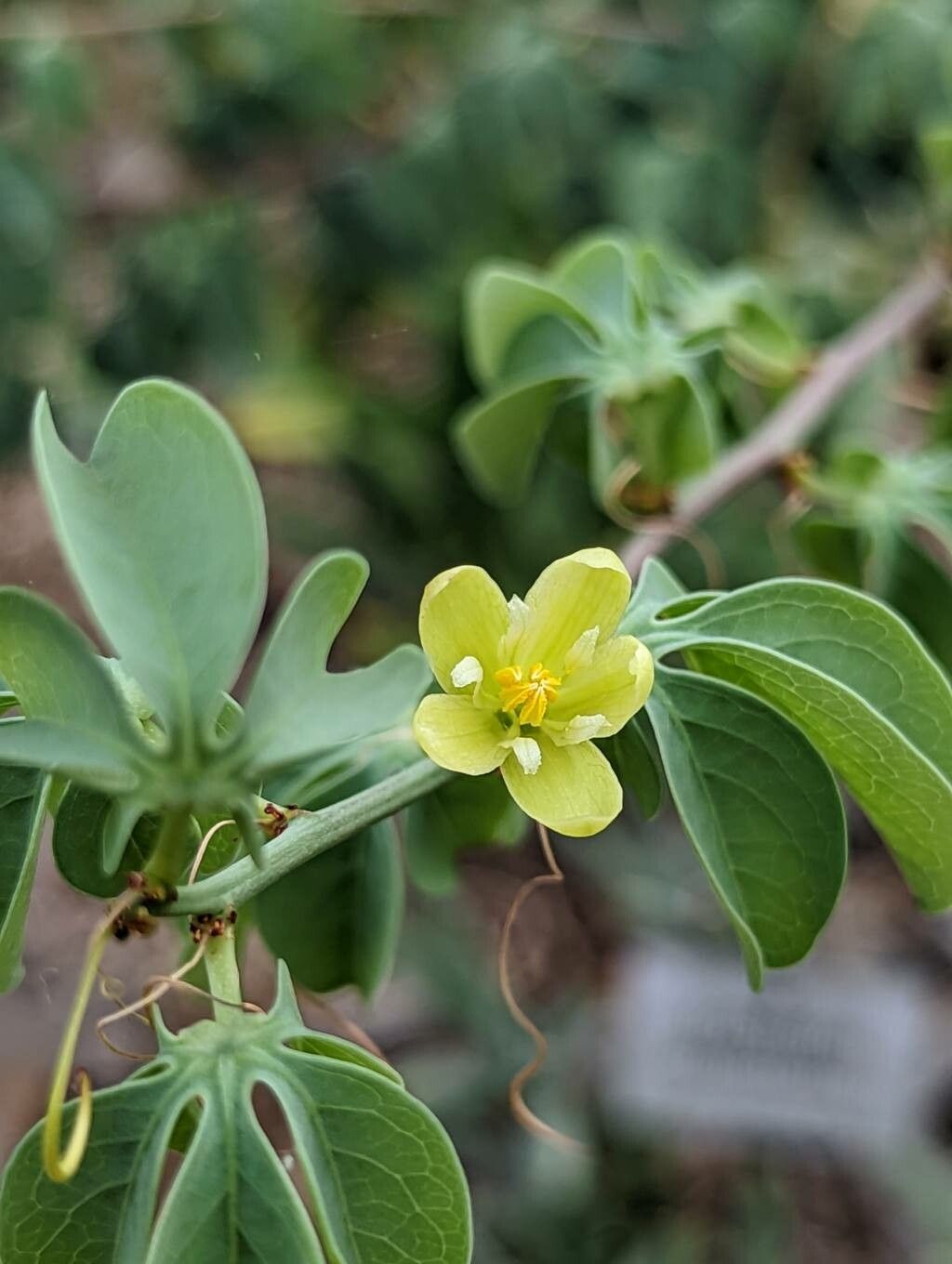 Adenia fruticosa flower