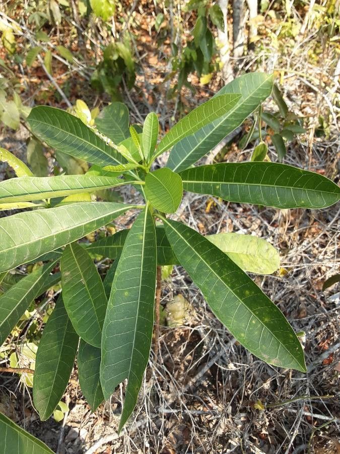 Himatanthus articulatus — related species from the same genus