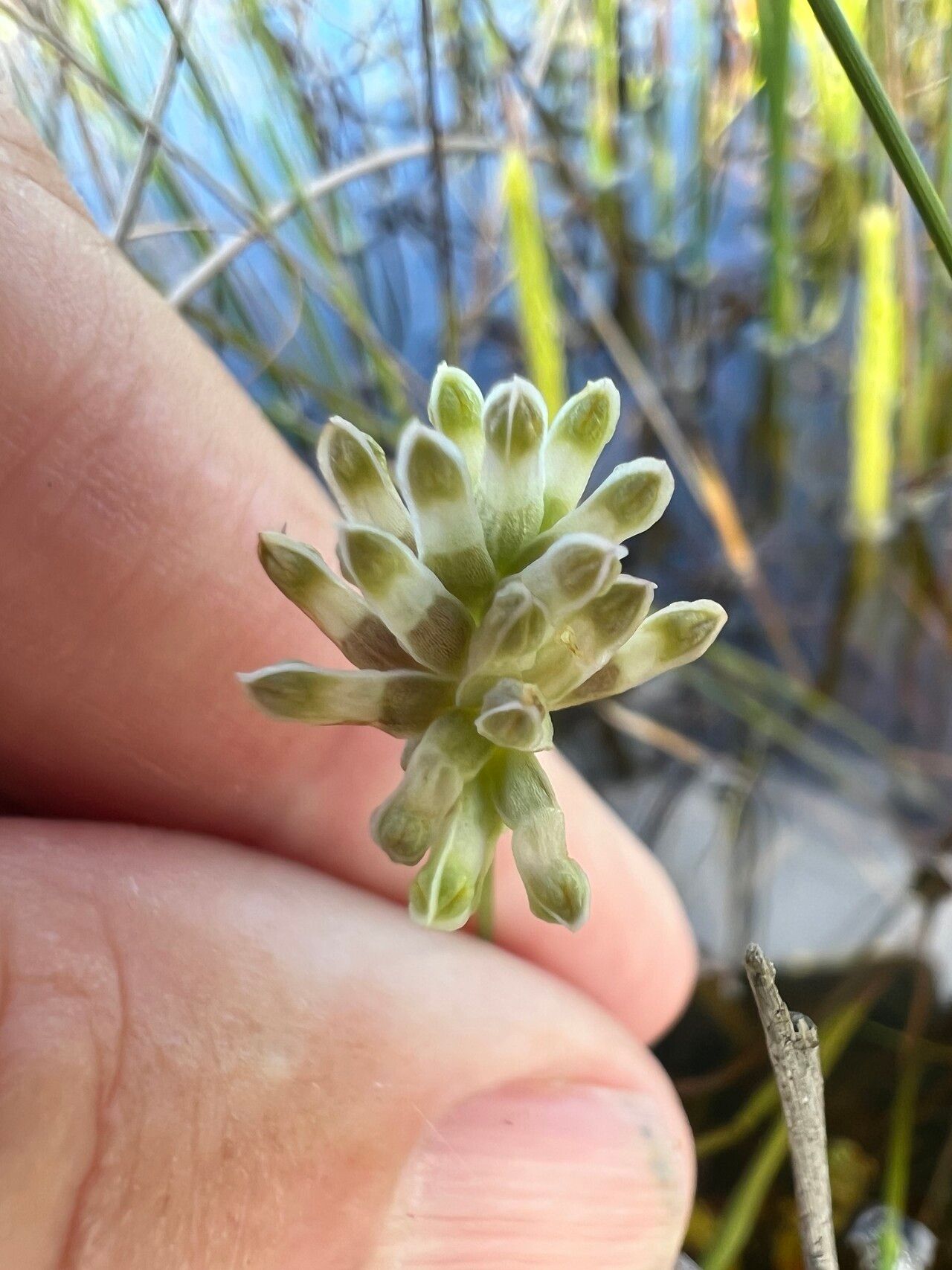 Burmannia capitata flower