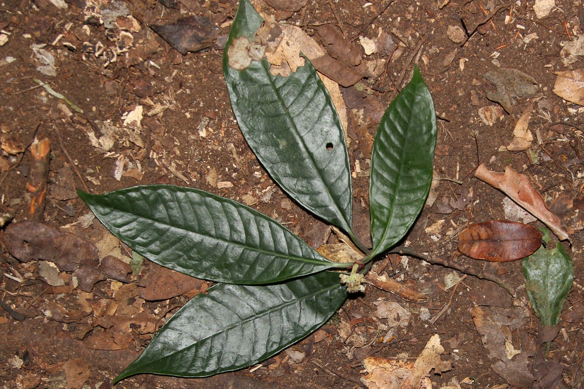 Psychotria villicarpa habit