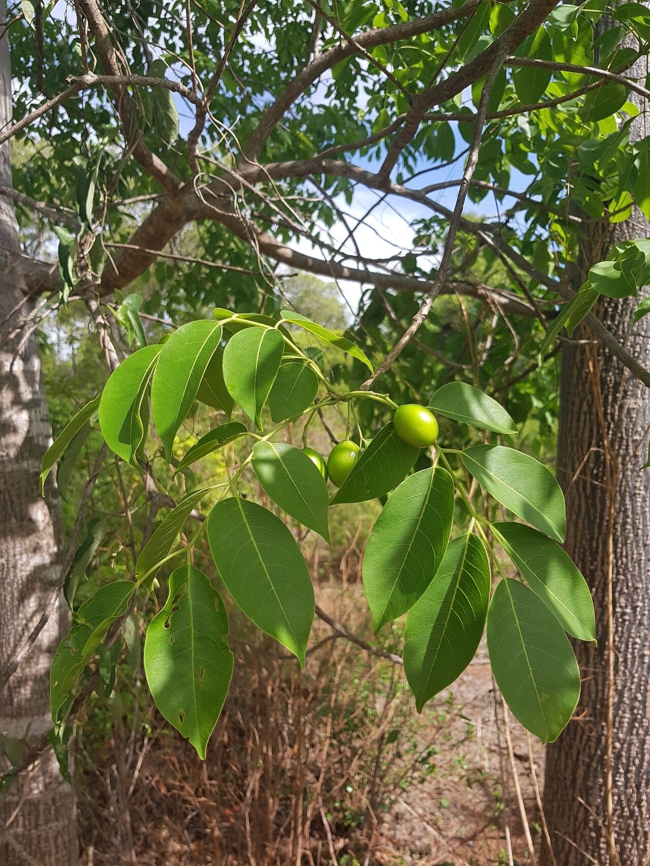 Poupartia silvatica — search result for 'Poupartia'