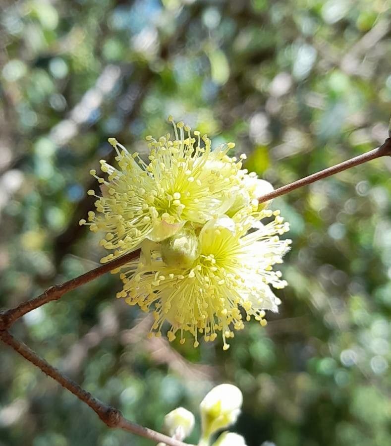 Eugenia myrcianthes flower