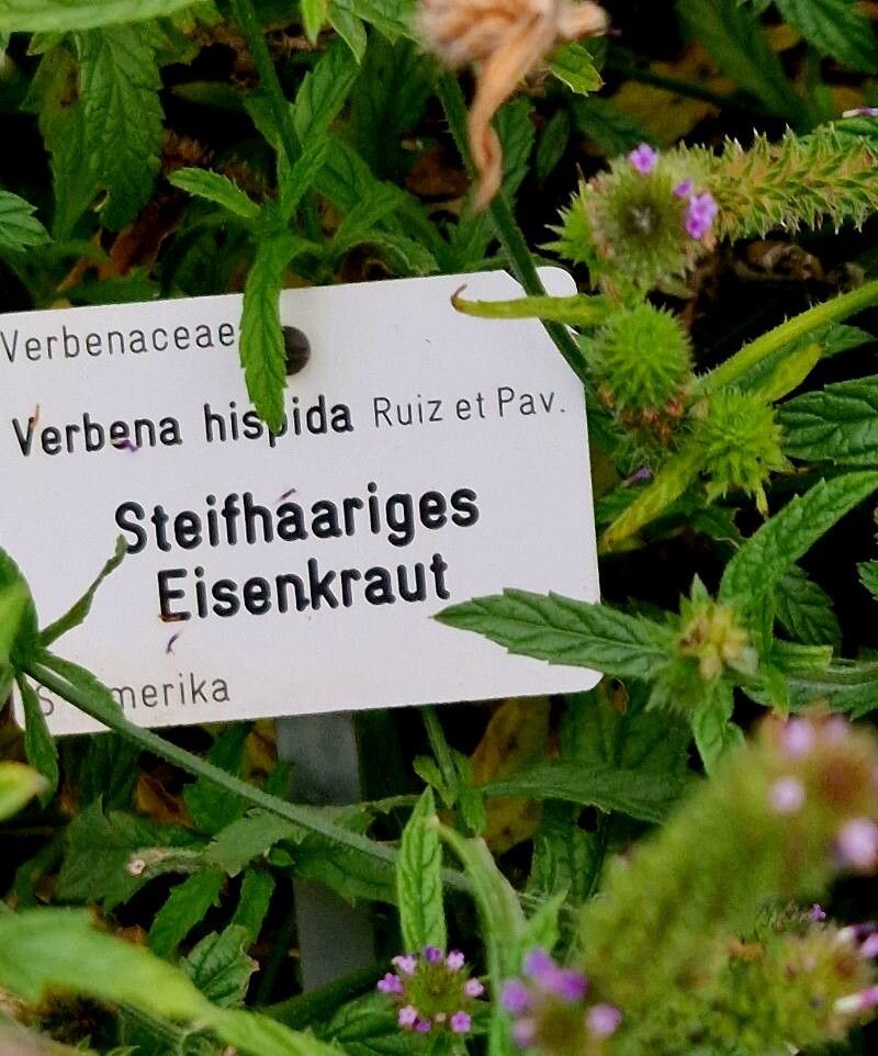 Verbena hispida other
