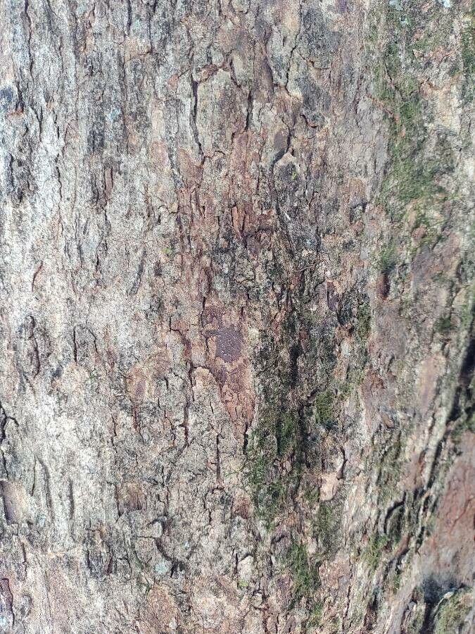 Poecilanthe parviflora bark