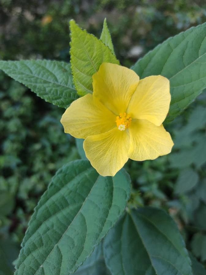 Pavonia spinifex flower