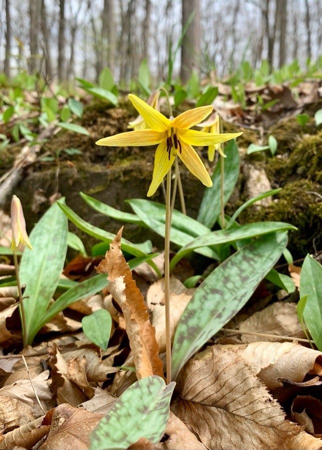 Erythronium rostratum — search result for 'Liliaceae'