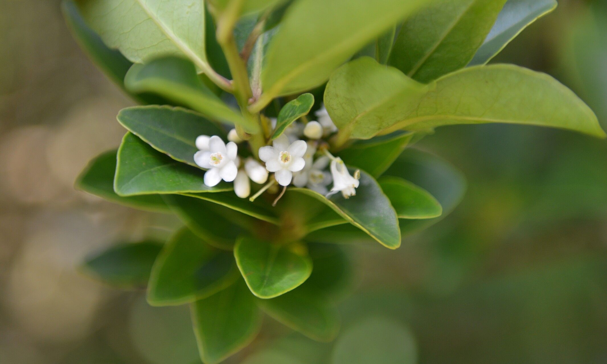 Symplocos costaricana flower