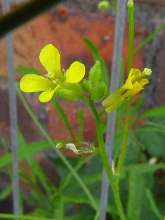 Sisymbrium orientale flower