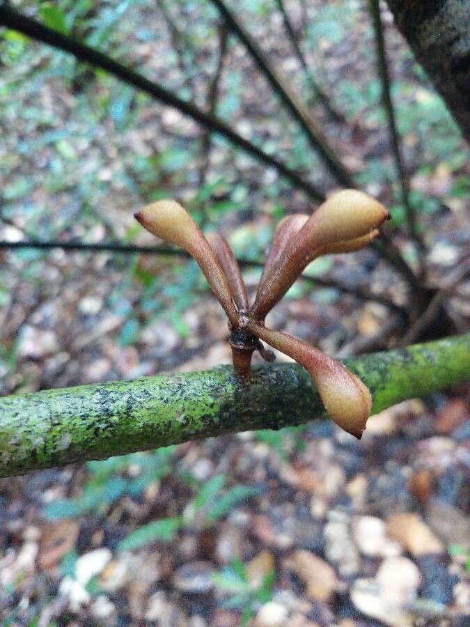 Anaxagorea dolichocarpa fruit